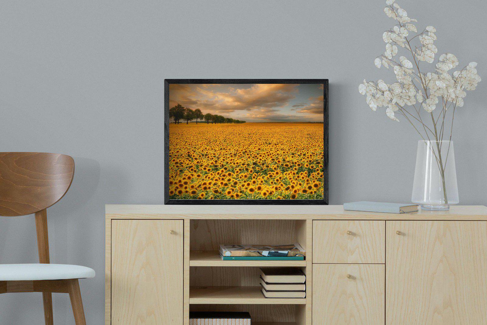 Sunflower Field-Wall_Art-60 x 45cm-Mounted Canvas-Black-Pixalot