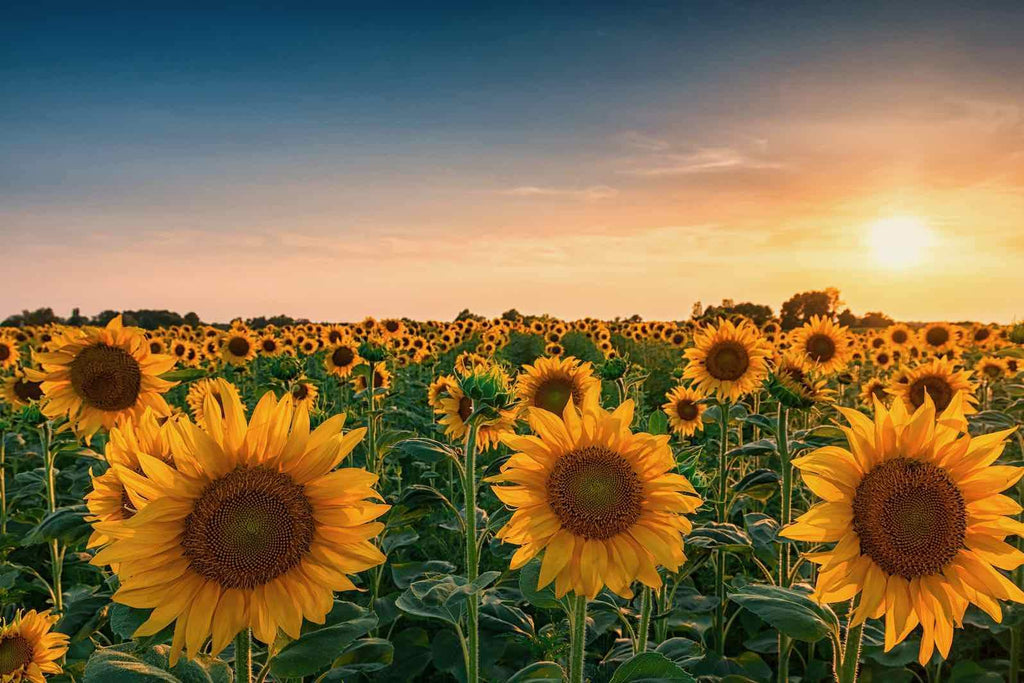 Sunflowers-Wall_Art-Pixalot