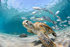 Turtle-Wall_Art-Pixalot