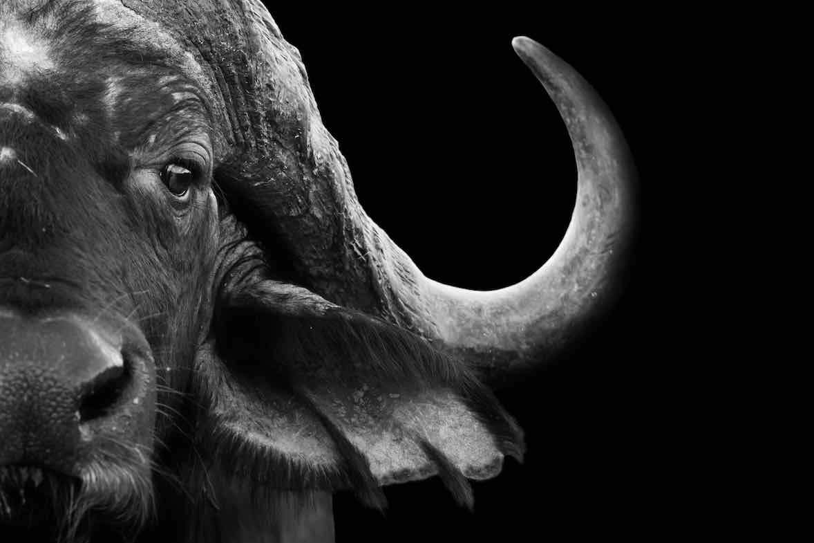 Water Buffalo-Wall_Art-Pixalot