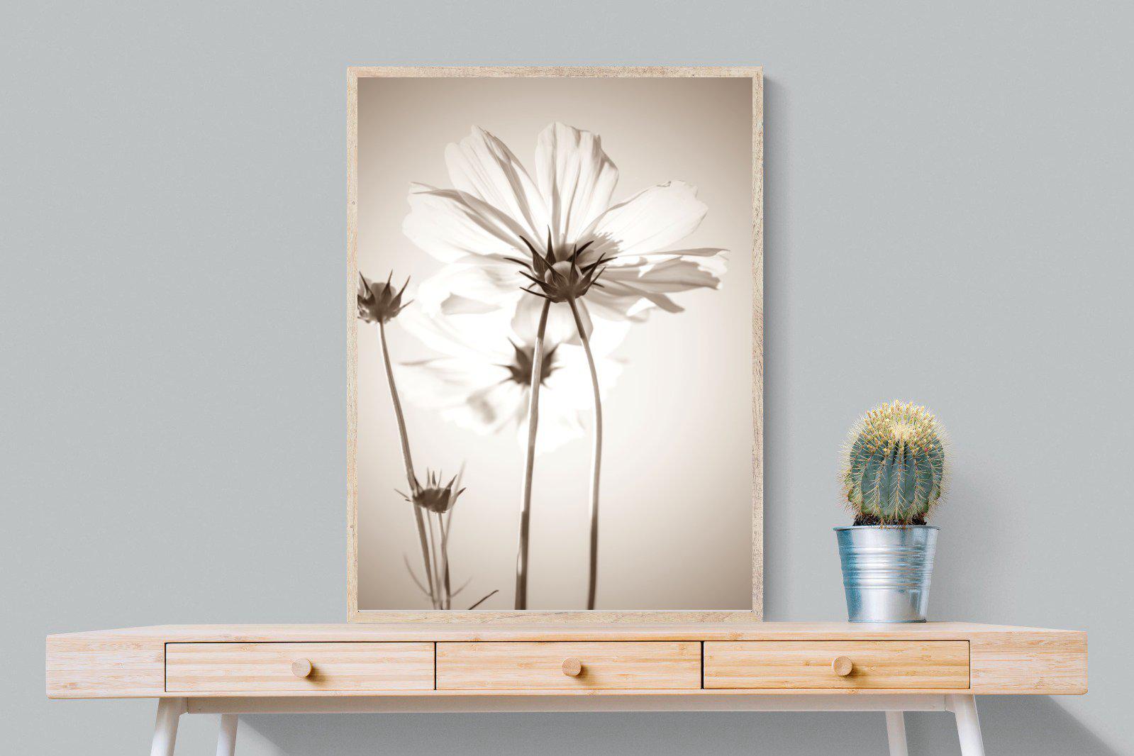 White Cosmos-Wall_Art-75 x 100cm-Mounted Canvas-Wood-Pixalot