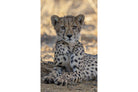 Young Cheetah-Wall_Art-Pixalot
