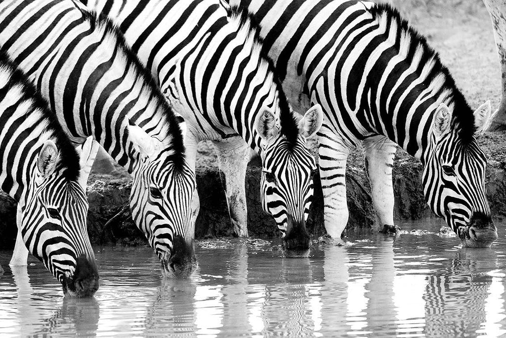 Zebra Quench-Wall_Art-Pixalot