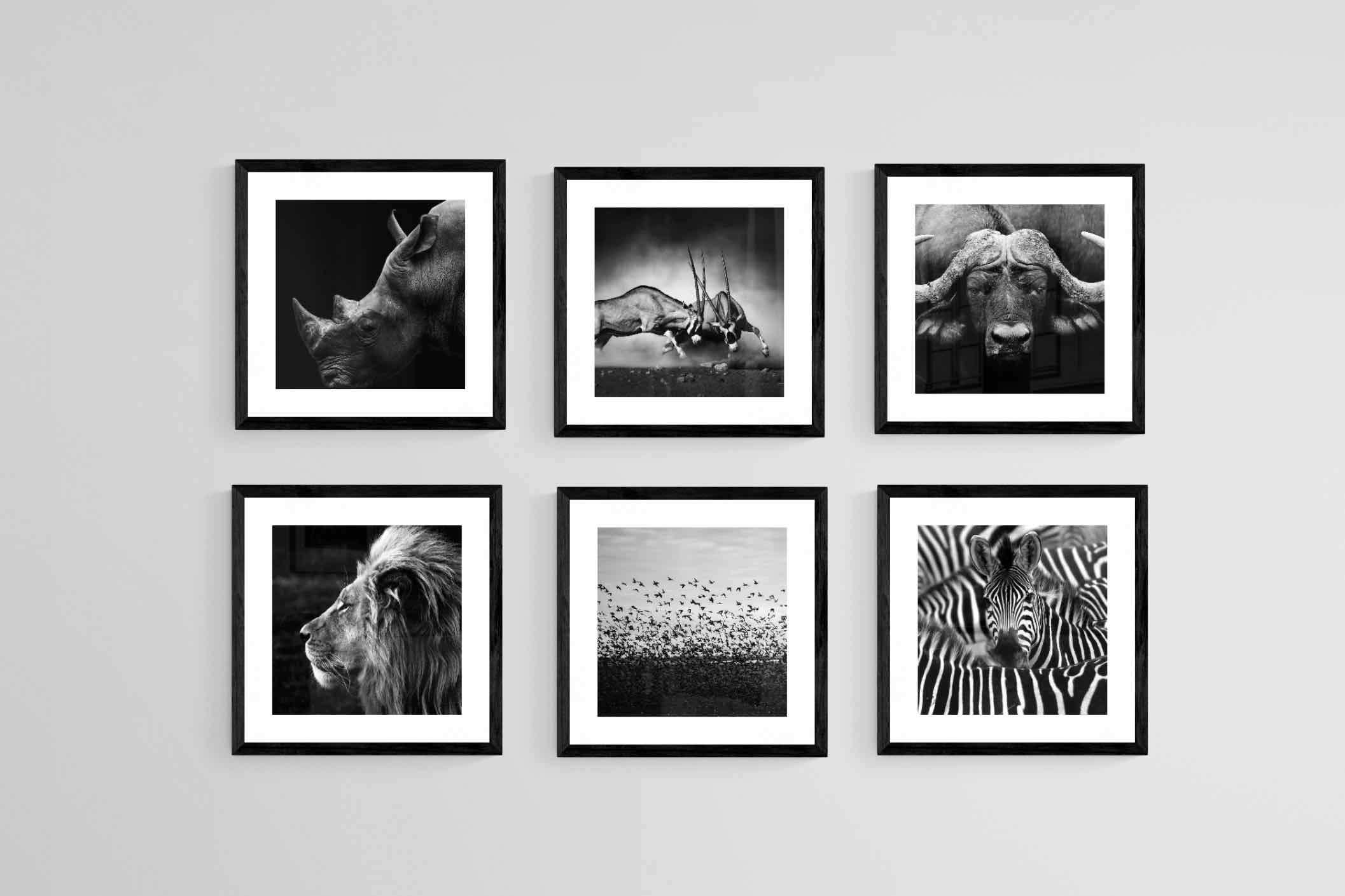 African Animals Set-Wall_Art-30 x 30cm (x6)-Framed Print-Black-Pixalot