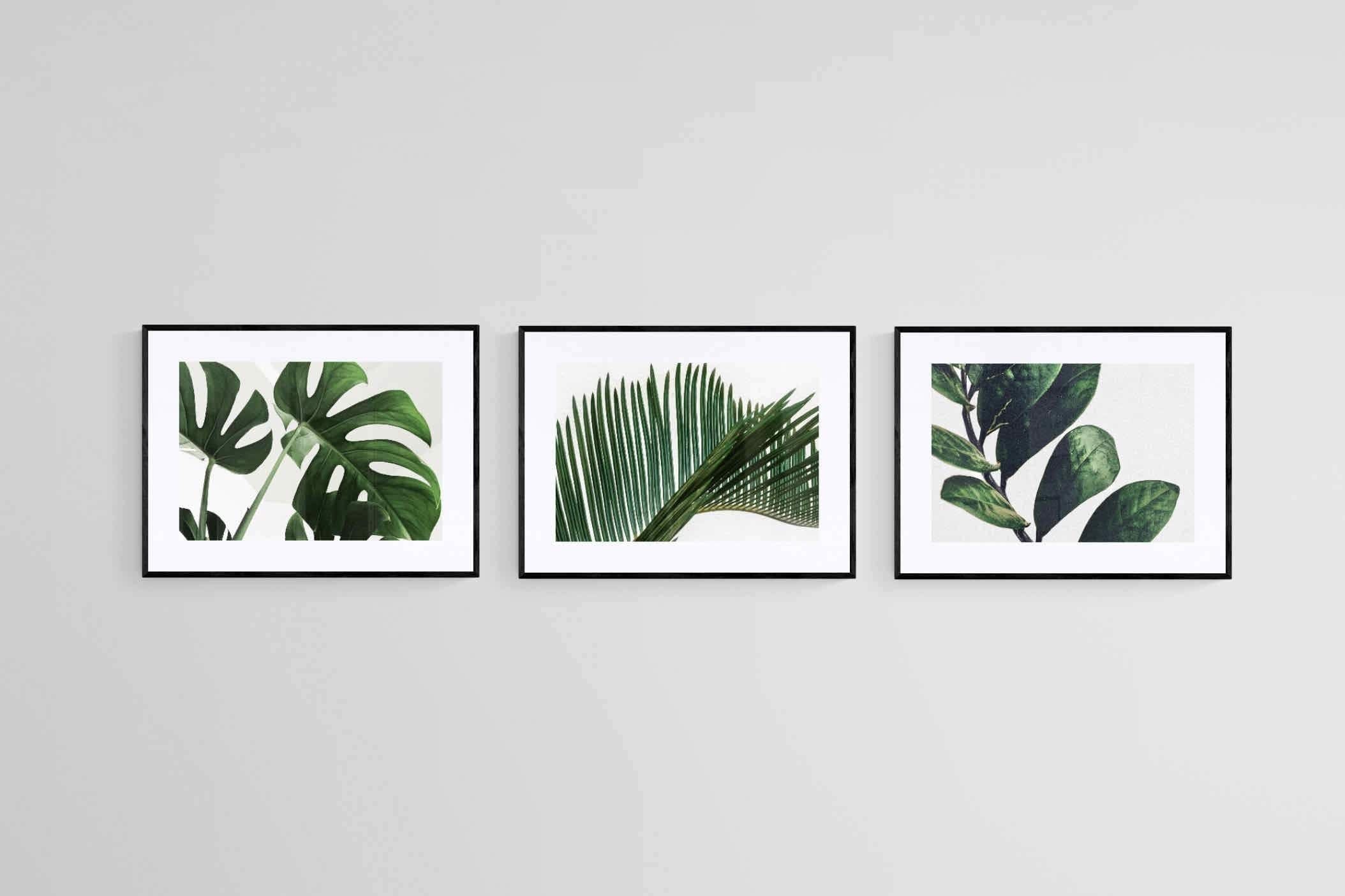Leafy Trio-Wall_Art-60 x 45cm (x3)-Framed Print-Black-Pixalot