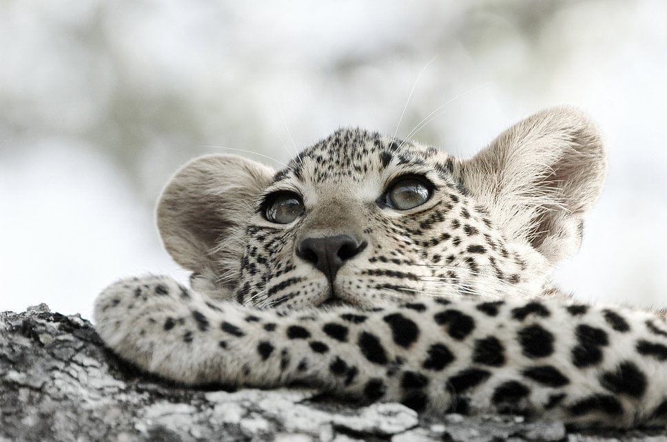Leopard Cub-Wall_Art-Pixalot