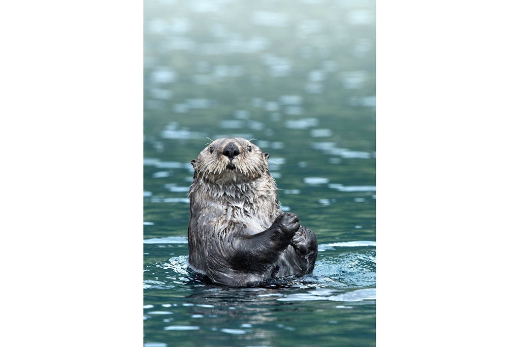 Otter-Wall_Art-Pixalot