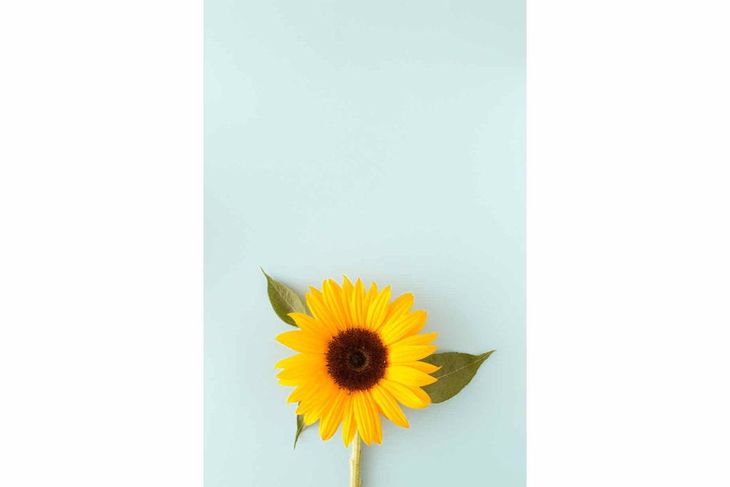 Sunflower-Wall_Art-Pixalot