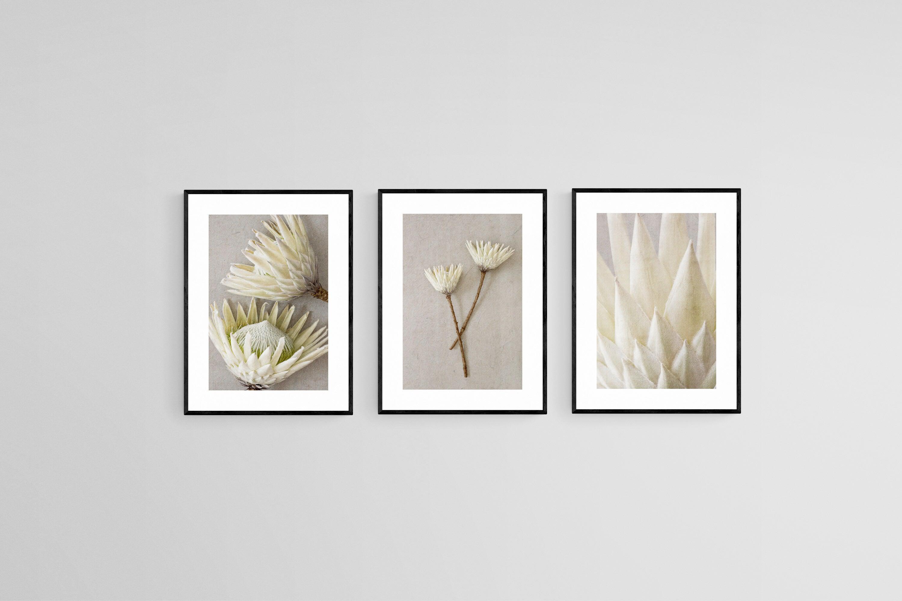 White King Proteas Set-Wall_Art-45 x 60cm (x3)-Framed Print-Black-Pixalot