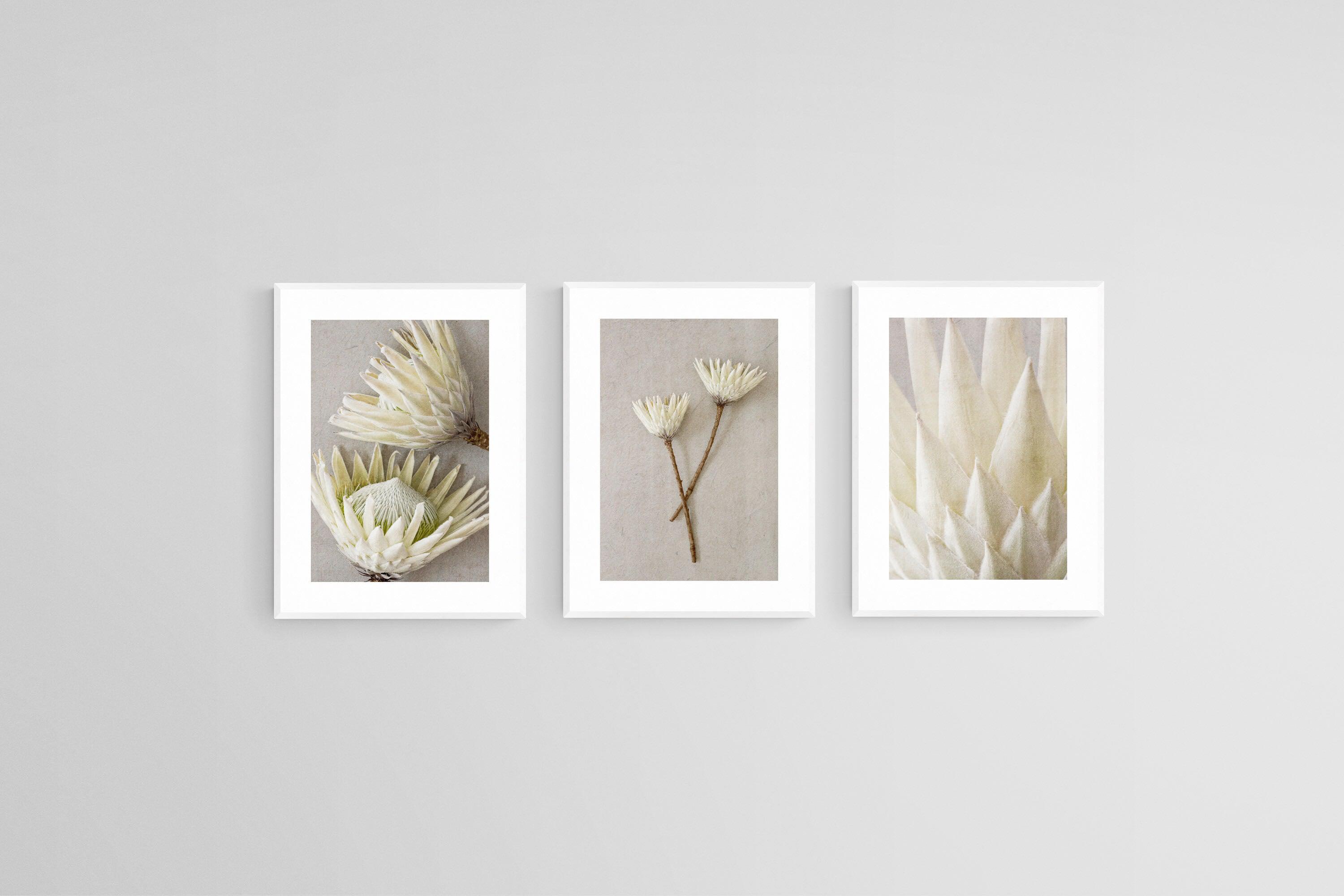 White King Proteas Set-Wall_Art-45 x 60cm (x3)-Framed Print-White-Pixalot